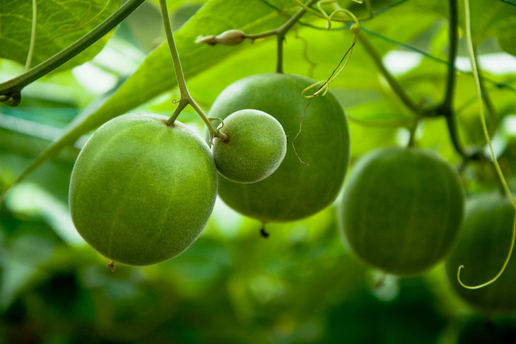 the-feast-monk-fruit